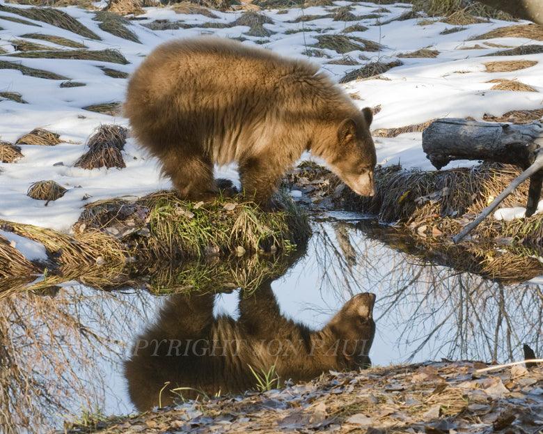 Reflecting Bear