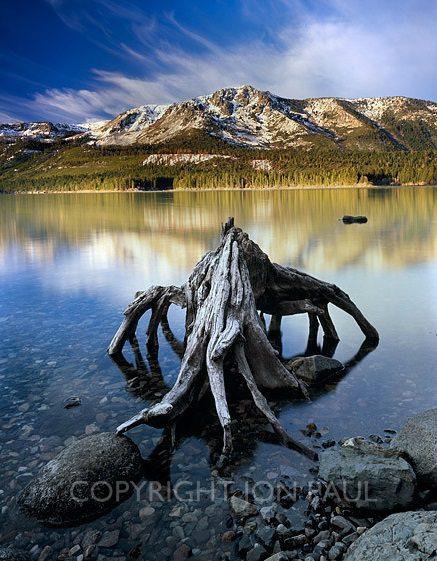 Spider Stump, Fallen Leaf Lake
