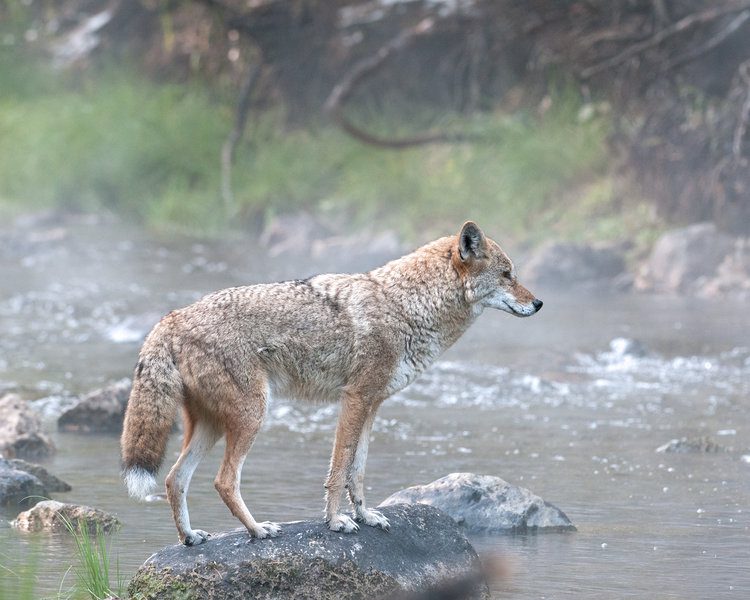 Coyote in Mist, Lake Tahoe by Jon Paul