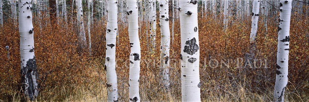 Aspen Grove and Rusty Foliage