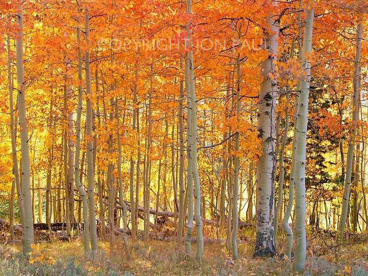 Aspen Light