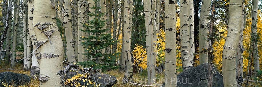 Aspen, Pine and Boulders, Panorama