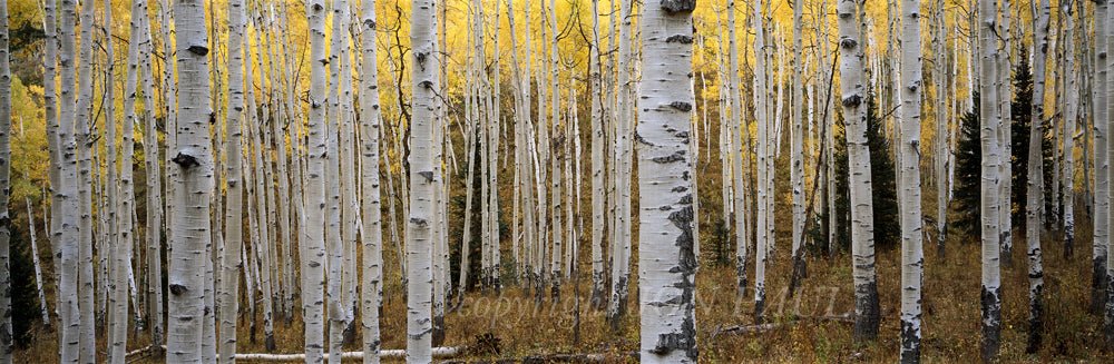 Jon Pauls panoramic photograph, Aspen Dream, beautifully captures a serene autumn forest with white trunks and vibrant yellow leaves creating a vivid fall scene. The dry foliage on the forest floor adds to the enchanting atmosphere.