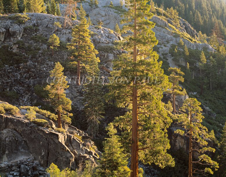 Backlit Pines & Granite
