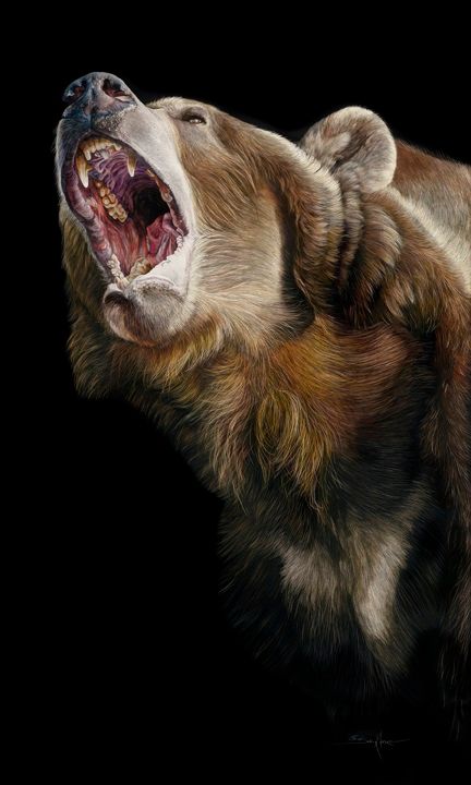 Become the Bear by Sally Maxwell