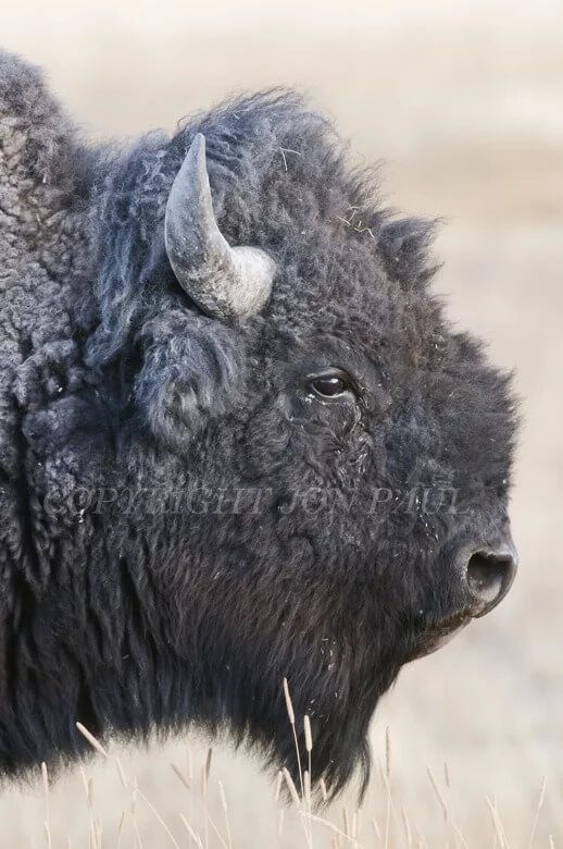 Bison Portrait