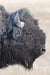 Bison Portrait
