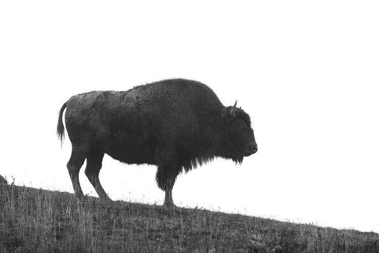 Lone Bison on Hilltop by Jon Paul