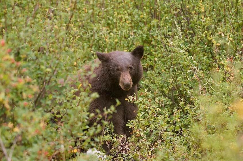 Black Bear and Berries