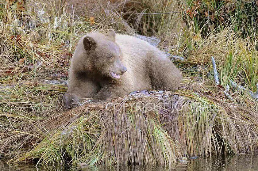Black Bear in Brilliant Fall Reflection by Jon Paul