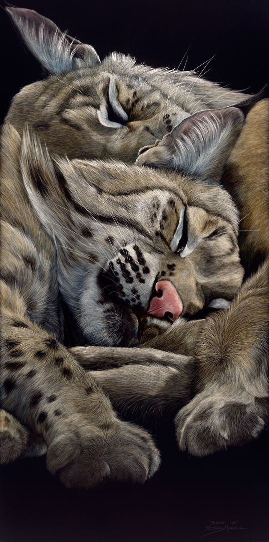 Bobcat Naps