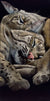 Bobcat Naps
