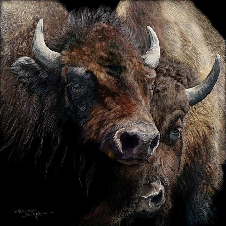 The eMerging art piece showcases two majestic bison on a dark backdrop. The front bisons imposing horns and textured fur take center stage while the other peeks from behind. Inspired by Sally Maxwell’s style, it is available as a stunning giclée print.
