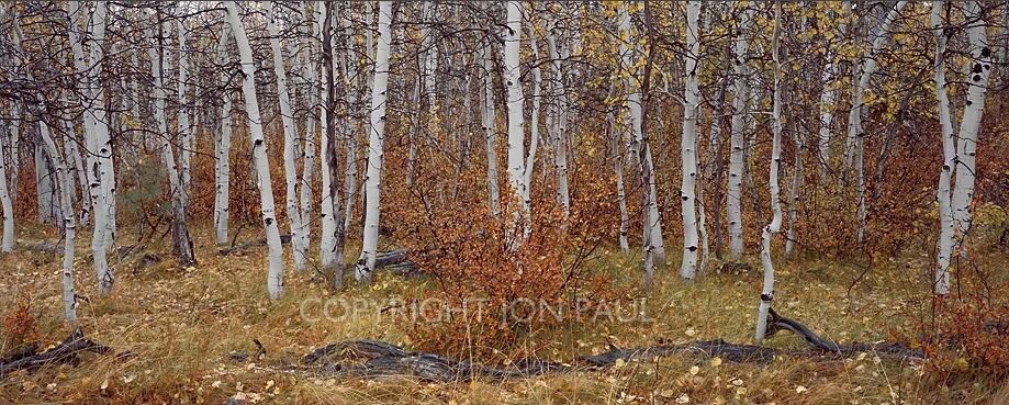 Cathedral Aspens Panorama