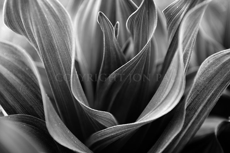 Corn Lily Details black and white by Jon Paul