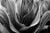 Corn Lily Leaf Detail Black and White - Marcus Ashley Gallery - Marcus Ashley Gallery