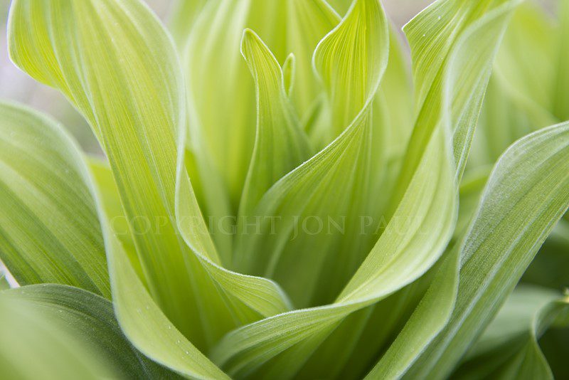 Corn Lily Details by Jon Paul