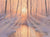 Dawn Frost - Marcus Ashley Gallery - Marcus Ashley Gallery