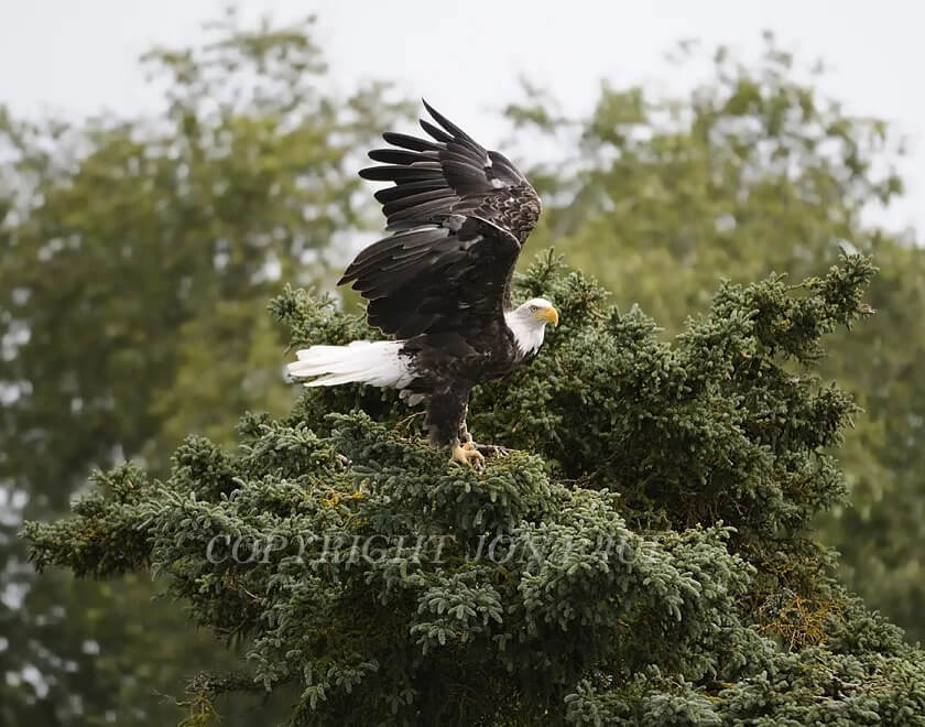 Eagle Landing