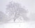 Elm Tree, Blizzard - Marcus Ashley Gallery - Marcus Ashley Gallery