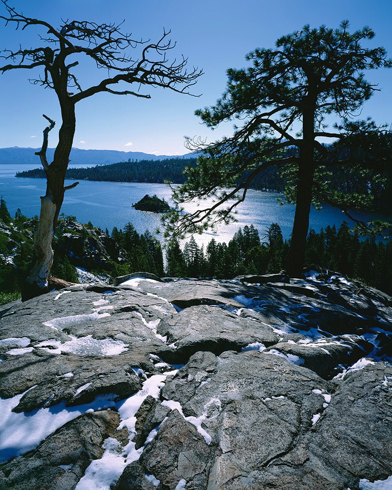 The scene captures a view like Lake Tahoe, with forested mountains under a clear blue sky. Two tall trees stand on a snowy, rocky hill in the foreground as sunlight reflects off the waters surface—encapsulating the Emerald Silhouette essence seen in Jon Paul Photography.