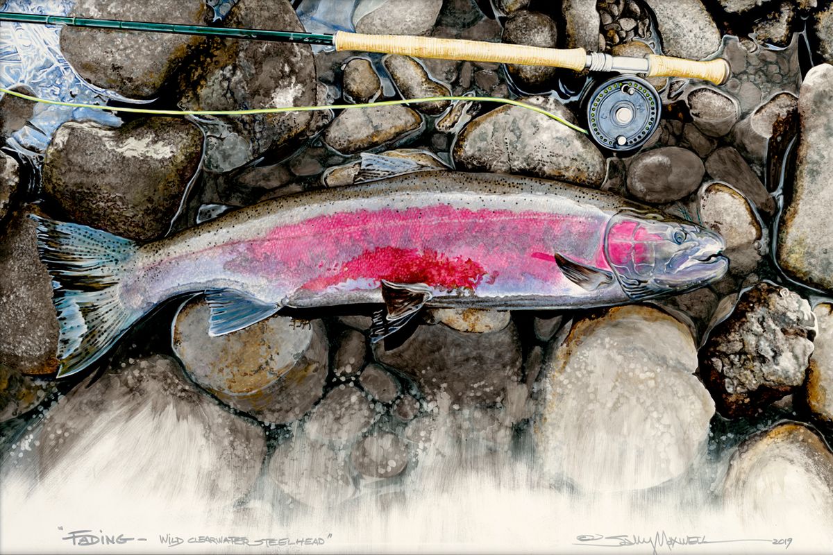 Illustration of a Wild Clearwater Steelhead, with vibrant pink and silver scales, resting on wet stones next to a fishing rod. The scene meticulously captures the texture of both the fish and the rocks.
