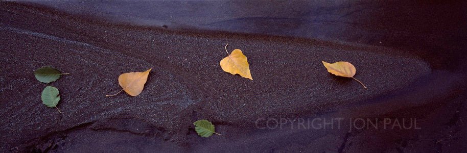 Fallen Leave on Sand Bar