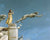Gargoyles