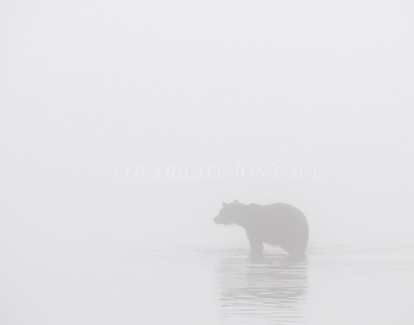 Ghost Bear