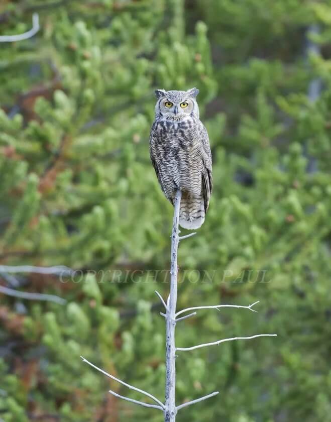 Great Horned Owl