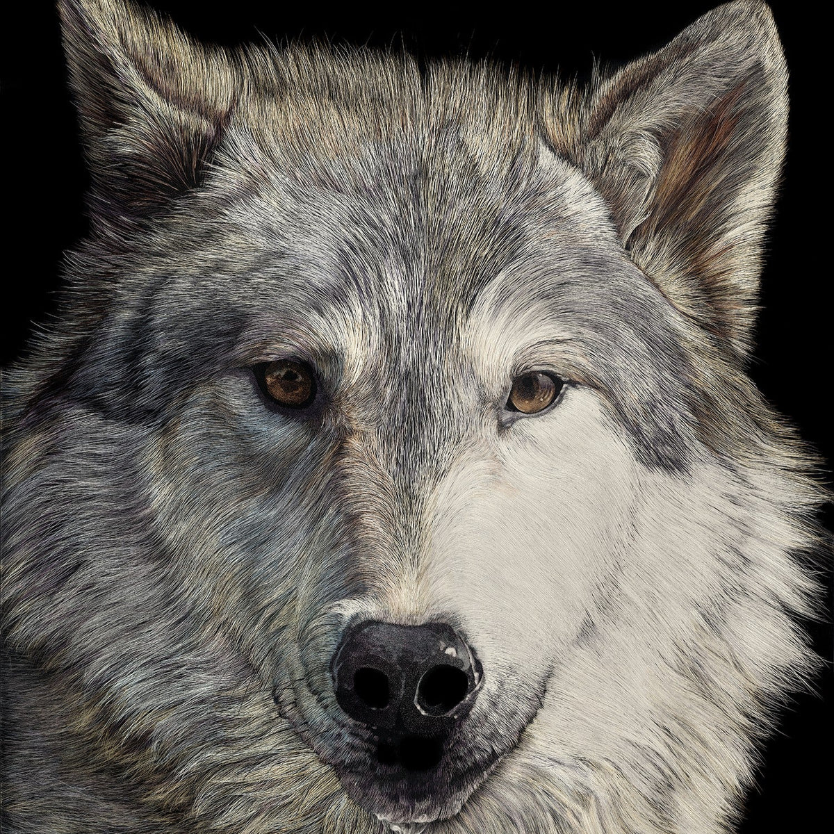 Sally Maxwell art, showing a wolf drooling, on a black background