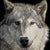 Sally Maxwell art, showing a wolf drooling, on a black background