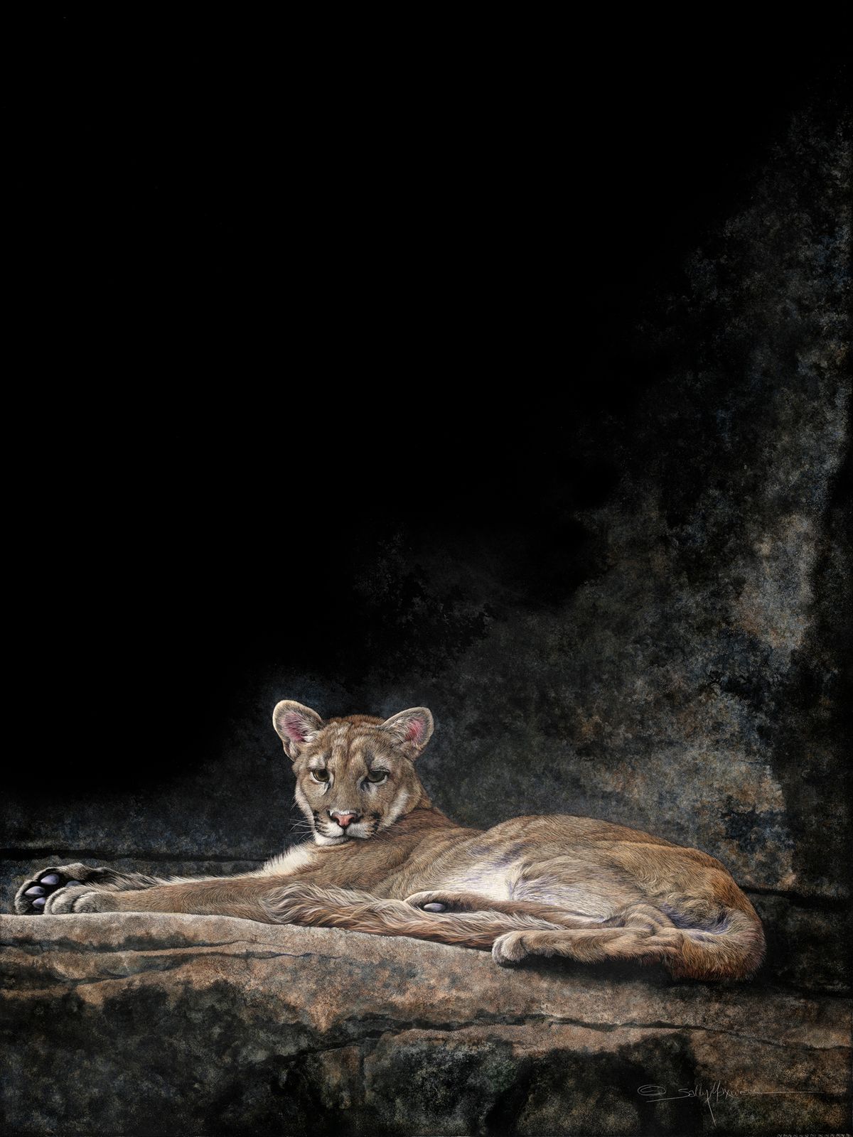 laying-low-sally-maxwell-cougar-in-the-night-art-scratchboard