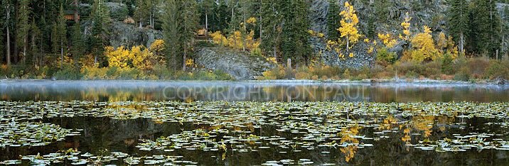 Lily Pads and Fall Reflection