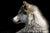 Lone Wolf