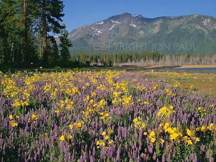 Lupine, Primrose and Mt Tallac I