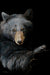 Mama Bear captures a detailed black bear, with striking eyes and a paw on the edge, set against a black background in Sally Maxwells reminiscent style, emphasizing her expressive face and textured fur.