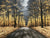 Maple Moon Road - Marcus Ashley Gallery - Marcus Ashley Gallery