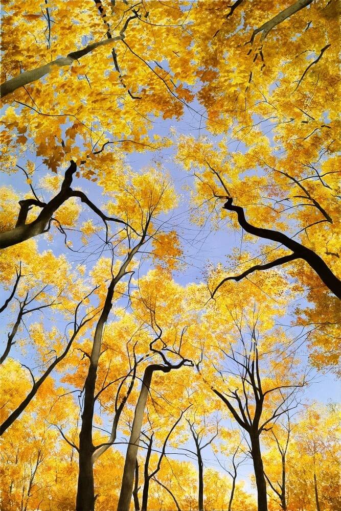 Maples