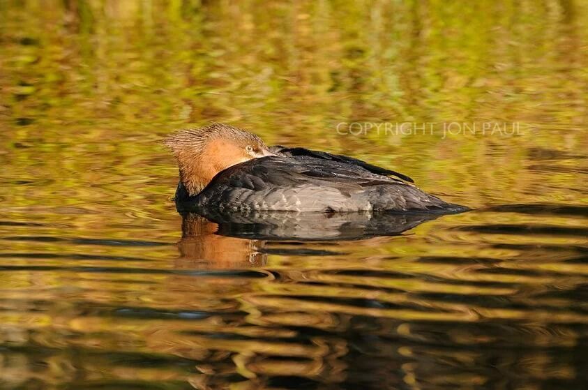 Merganser on Gold