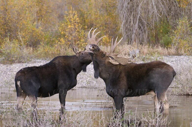 Whisper Sweet Nothings