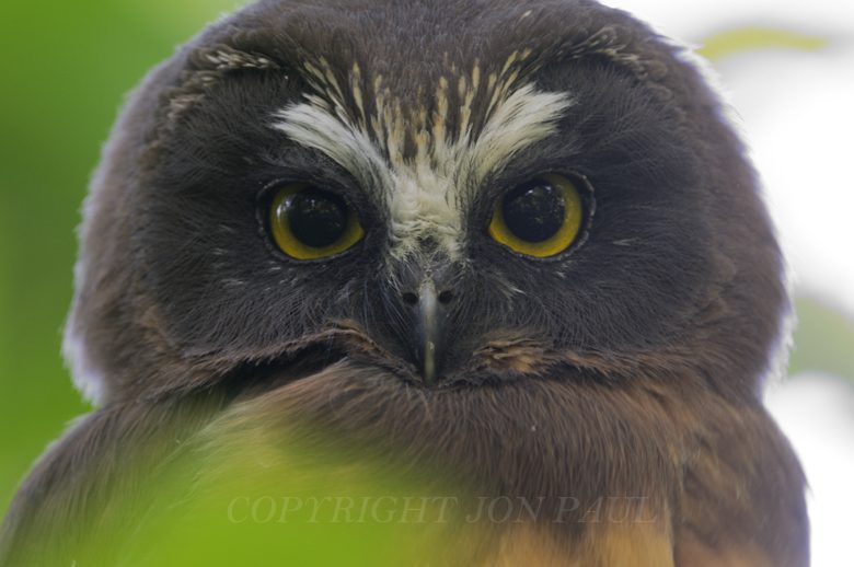Northern Saw-Whet Owl Fledgling Portrait by Jon Paul