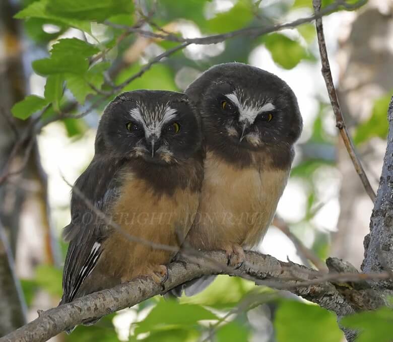 Northern Saw-Whet Owl Fledglings on Branch by Jon Paul