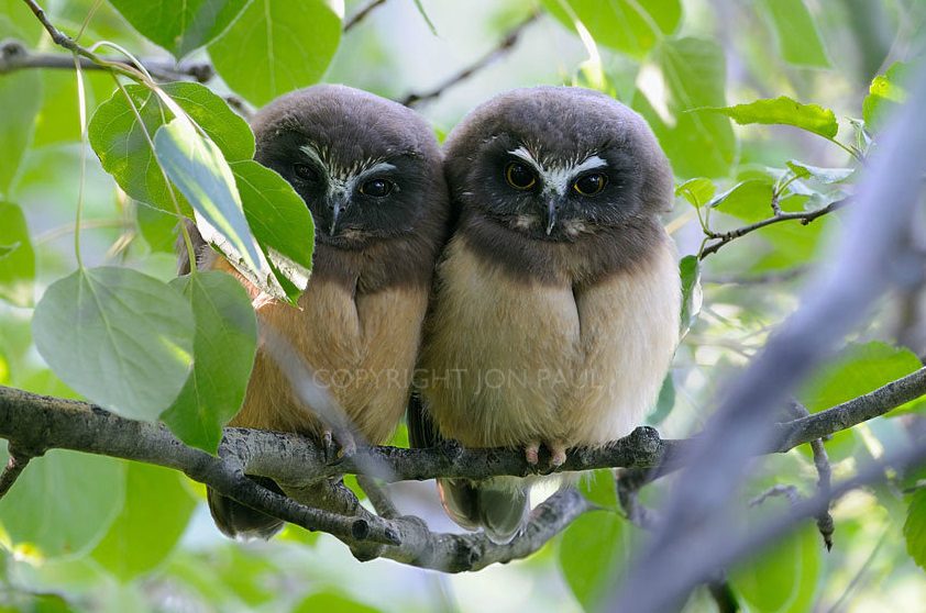 Northern Saw-Whet Owl Fledglings in Aspens by Jon Paul