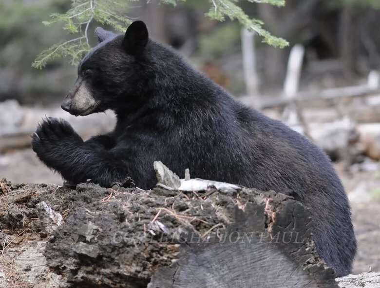 Praying Bear