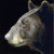 Profile of a Black Bear - Marcus Ashley Gallery - Marcus Ashley Gallery