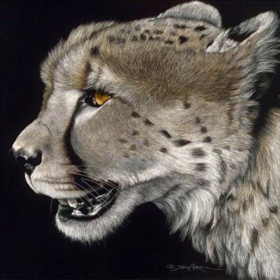 Profile of a Cheetah
