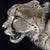 Profile of a Cheetah - Marcus Ashley Gallery - Marcus Ashley Gallery