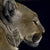 Profile of a Cougar - Marcus Ashley Gallery - Marcus Ashley Gallery