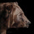 Profile of a Grizzly - Marcus Ashley Gallery - Marcus Ashley Gallery